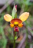 Diuris orientis Wallflower Orchid2